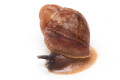Archachatina porphyrostoma Nigeria B juvenil, 2 cm